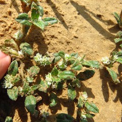Gossypianthus lanuginosus