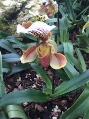 Paphiopedilum
