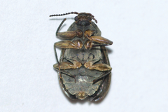 Ectopria leechi