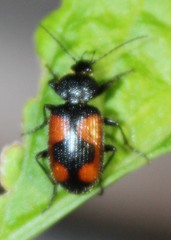 Panagaeus crucigerus