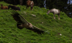 Himalayan Griffon photo 4