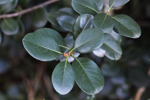 Rhaphiolepis umbellata