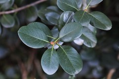 Rhaphiolepis umbellata