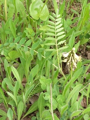 Astragalus schelichowii