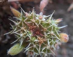 Chorizanthe cuspidata