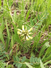 Astragalus schelichowii