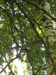 Ficedula hypoleuca