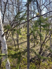 Picea jezoensis