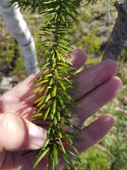 Picea jezoensis