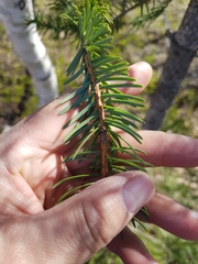 Picea jezoensis
