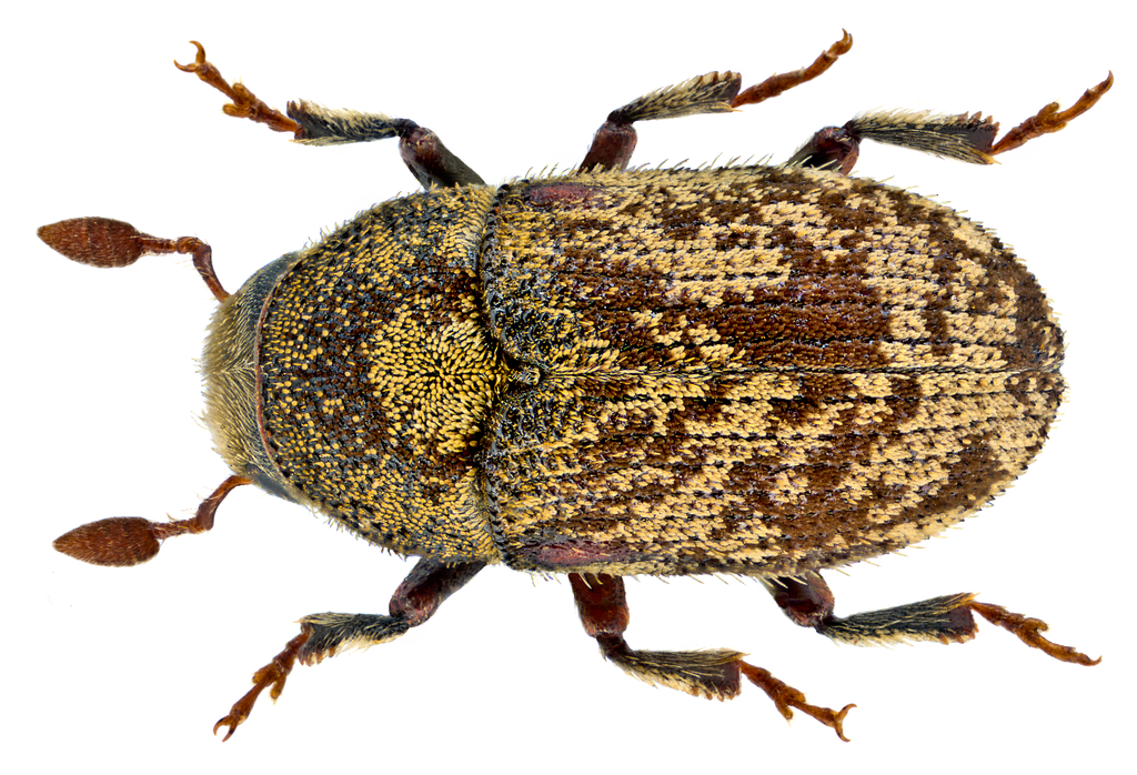 Ash Bark Beetle