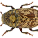 Hylesinus varius - Photo (c) Udo Schmidt, some rights reserved (CC BY-SA)