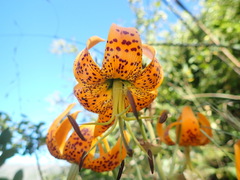 Lilium humboldtii humboldtii