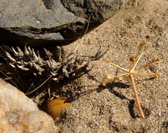 Namaquanula bruce-bayeri