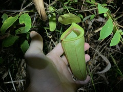 Nepenthes mirabilis