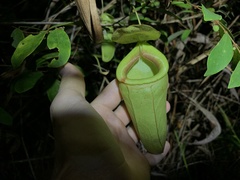 Nepenthes mirabilis