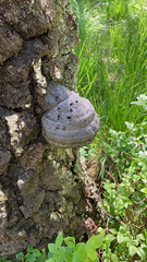 Fomes fomentarius