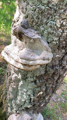 Fomes fomentarius