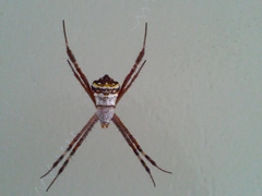 Argiope anasuja