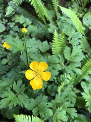 Ranunculus orthorhynchus