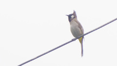 Pycnonotus leucogenys