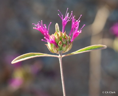 Monardella douglasii