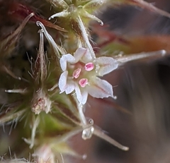 Chorizanthe cuspidata