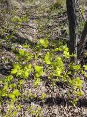 Spiraea