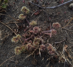 Chorizanthe cuspidata