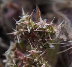 Chorizanthe cuspidata