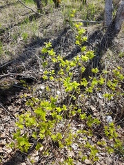 Spiraea