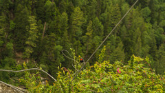 Calliope pectoralis