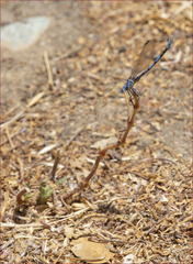 Argia agrioides