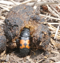 Nicrophorus investigator