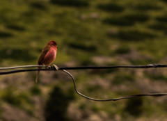 Carpodacus thura