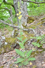 Verbascum spectabile