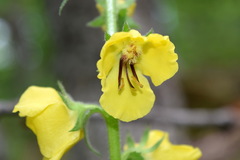 Verbascum spectabile