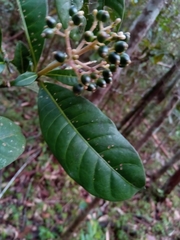 Chassalia acutiflora