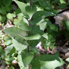 Verbascum spectabile