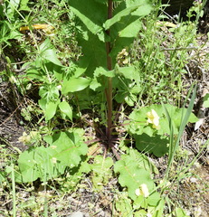 Verbascum spectabile