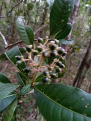 Chassalia acutiflora
