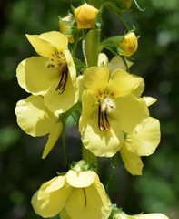 Verbascum spectabile