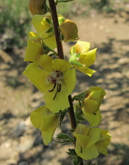 Verbascum spectabile