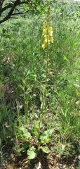 Verbascum spectabile