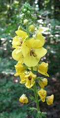 Verbascum spectabile