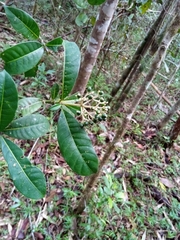 Chassalia acutiflora
