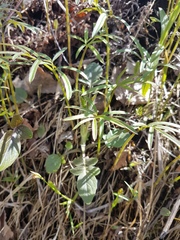 Magnoliopsida