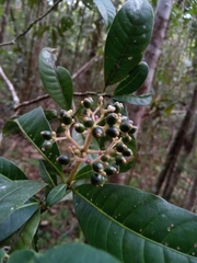 Chassalia acutiflora