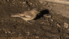 Leucosticte