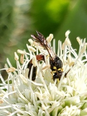 Hylaeus ornatus
